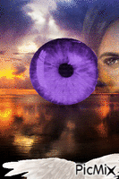 Iris malva Animated GIF