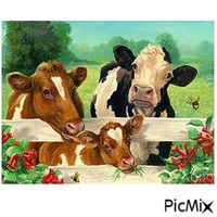 VACHES - Free PNG