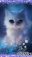 Magic Cat - GIF animé gratuit
