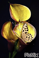 Schmetterling - Gratis geanimeerde GIF