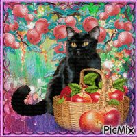 Gatto nero con frutta