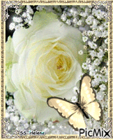 White and yellow rose. - Gratis animerad GIF