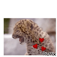 leopardo - GIF animate gratis