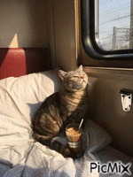 Cat in train animovaný GIF