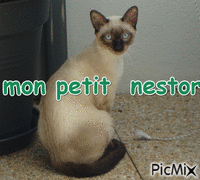 nestor - Безплатен анимиран GIF