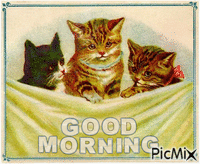 Good morning, kittens - GIF animé gratuit