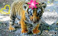 Le tigre - Gratis animeret GIF