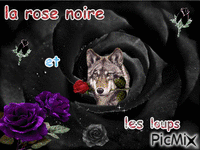 la rose noire - Δωρεάν κινούμενο GIF