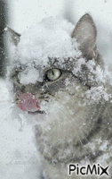 chat dans la neige - GIF animado grátis