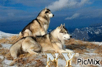 l amour des loups - GIF animé gratuit