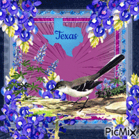 texas mockingbird and blubonnet - GIF animé gratuit
