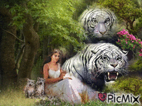 Biale lwy i kobieta - GIF animasi gratis