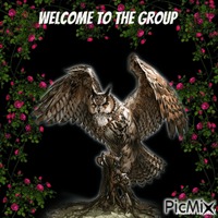 welcome owl GIF animé