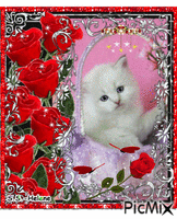 Cat among roses. Animated GIF
