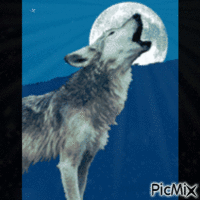 Wolf Spirit GIF animé