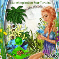 Munching Indian star tortoise - GIF animasi gratis