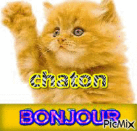 chaton - GIF animate gratis