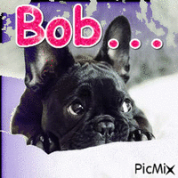 Bob - GIF animado grátis