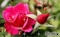Mi rosa - GIF animado gratis