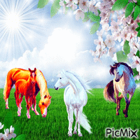 fond chevaux - GIF animado gratis