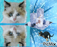 le reflet d'un chat animēts GIF