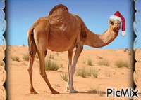 camel - GIF animasi gratis