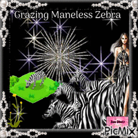 Grazing Maneless zebra 动画 GIF