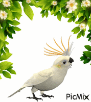 BIRD ♫ - Δωρεάν κινούμενο GIF