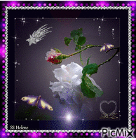 Roses in the dark. Animated GIF