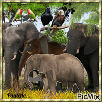 famille élèphant Animated GIF
