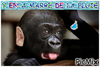 Y EN A MARRE DE LA PLUIE - Безплатен анимиран GIF