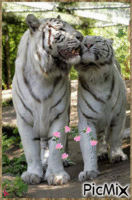 tigre tigron - Ilmainen animoitu GIF