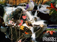 Oiseaux sur une cascade
