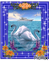 Swans who making a heart. animuotas GIF