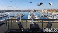 mouette - Free animated GIF