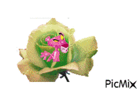 rosa animovaný GIF