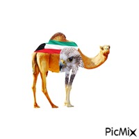 Camel3 - Animovaný GIF zadarmo