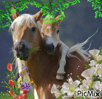 poney - GIF animate gratis