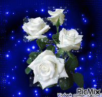 fehér rózsa - Zdarma animovaný GIF