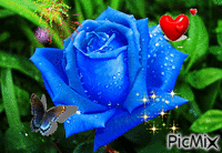 rose bleue - Darmowy animowany GIF