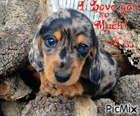 Puppy Love - GIF animé gratuit