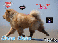 Chow Chow - Bezmaksas animēts GIF
