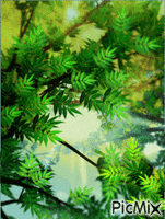 pine leaves - 免费动画 GIF