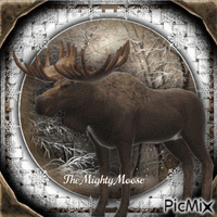 Woodland Animal-The Mighty Moose - Zdarma animovaný GIF