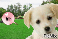 hi! puppy GIF animado