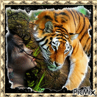Tigres - Gratis animerad GIF