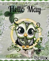 may owl - Free animated GIF