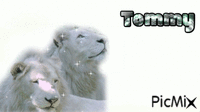 Tommy - Ücretsiz animasyonlu GIF