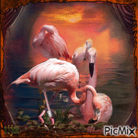 flamingo - Zdarma animovaný GIF