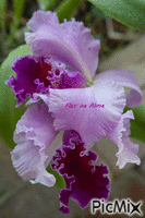 Flor na Alma - Darmowy animowany GIF